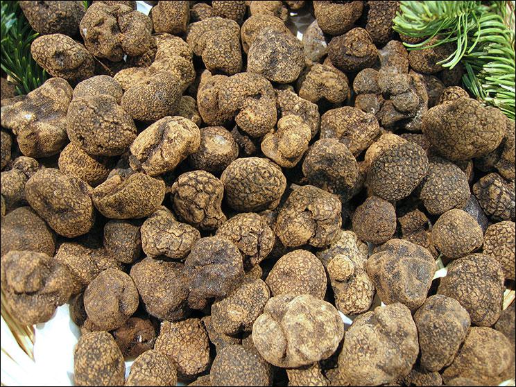 Truffles and Haschich