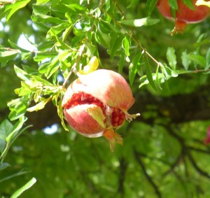 Bursting pomegranate. Granada, October 2013.