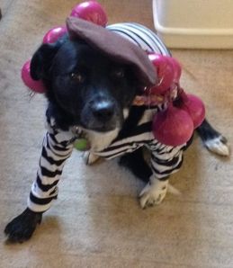 Pepper dressed as Onion Johnny, Halloween 2013